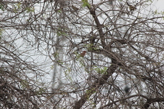 Haemorhous purpureus californicus