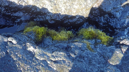 Gymnogongrus flabelliformis