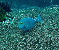 Acanthurus mata