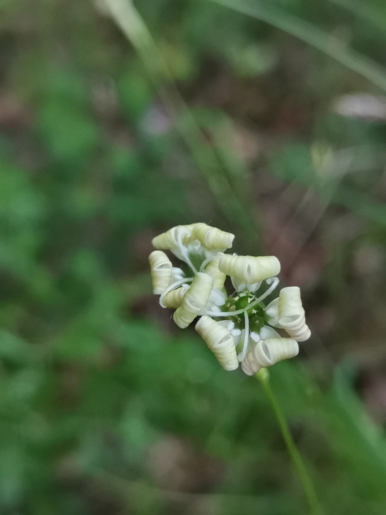 Silene hayekiana; photograph Ljaž, CC BY, iNaturalist via GBIF