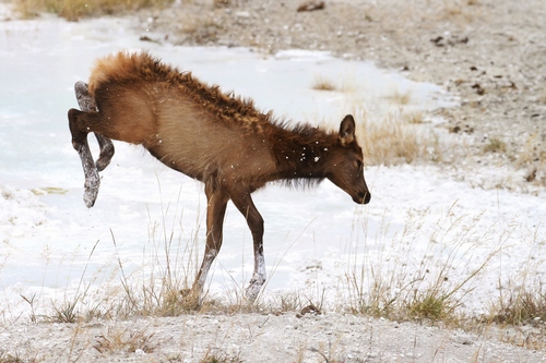 Elk photographed in Wyoming