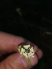 Ljaž, CC BY, iNaturalist via GBIF Silene hayekiana, photograph Ljaž, CC BY, iNaturalist via GBIF