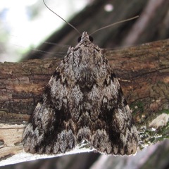Catocala amica