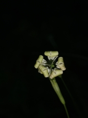 Ljaž, CC BY, iNaturalist via GBIF Silene hayekiana, photograph Ljaž, CC BY, iNaturalist via GBIF