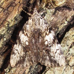 Catocala amica
