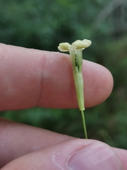 Silene hayekiana, photograph Ljaž, CC BY, iNaturalist via GBIF