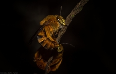 Amegilla bombiformis