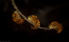 Amegilla bombiformis