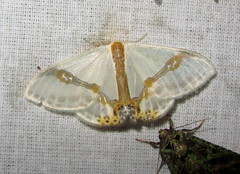 Macrocilix mysticata