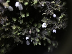Cyphellaceae