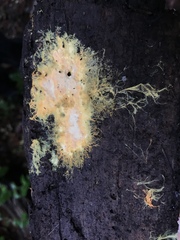 Piloderma