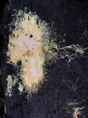 Piloderma