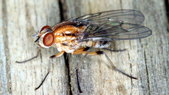 Helinomydaea fuscoflava