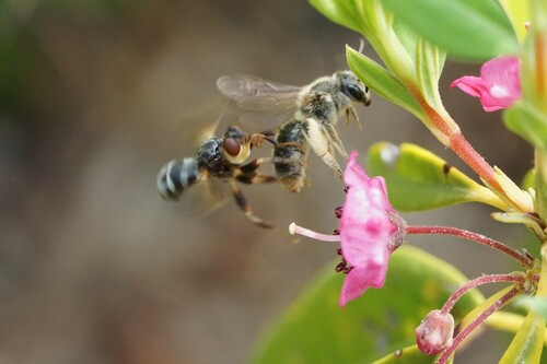 Kalmia Miner Bee photographed in Massachusetts