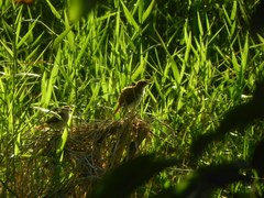 Certhiaxis cinnamomeus