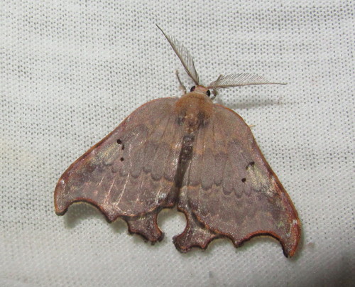 Thymistada