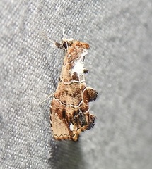 Arrade leucocosmalis