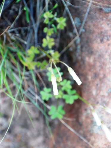Image of Oxalis dentata by (c) Tony Rebelo, some rights reserved (CC BY-SA)