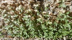 Galium stellatum
