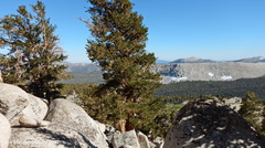 Pinus balfouriana