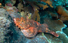 Scorpaenopsis oxycephalus