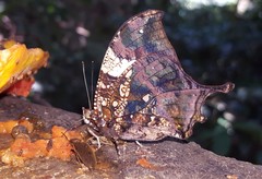 Hypna clytemnestra huebneri
