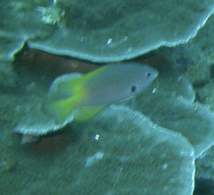 Pomacentrus nigromarginatus
