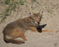 Coyote photo 4