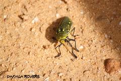 Julodis