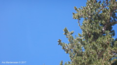 Pinus balfouriana austrina