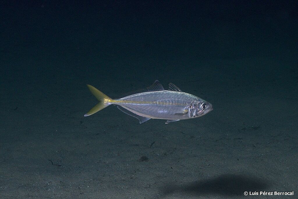 False Scad