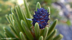 Pinus balfouriana austrina