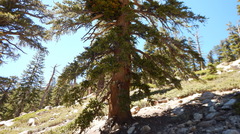 Pinus balfouriana austrina