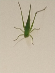 Tettigoniidae