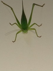 Tettigoniidae