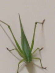 Tettigoniidae