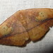 Drepanidae - Photo (c) goldentakin,  זכויות יוצרים חלקיות (CC BY), uploaded by Purnendu Roy