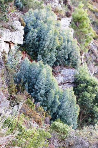 Image of Acacia falciformis by (c) Tony Rebelo, some rights reserved (CC BY-SA)