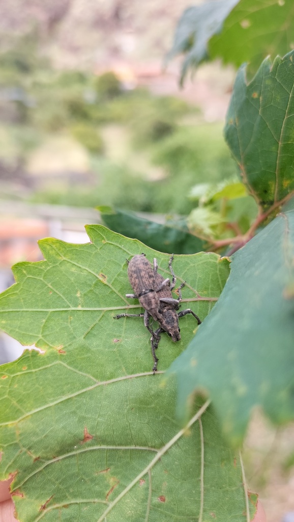 Herpisticus bobadillae