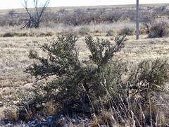 Condalia ericoides