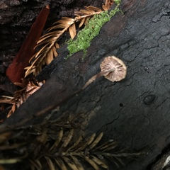 Gymnopus sequoiae image