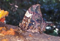 Hypna clytemnestra huebneri
