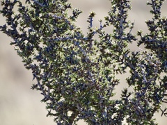 Condalia ericoides