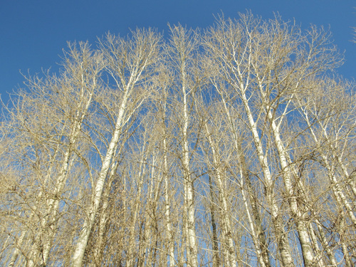 Paprastoji drebulė nuotrauka