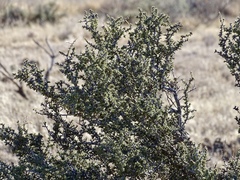 Condalia ericoides