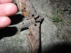 Ambulyx sericeipennis