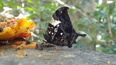 Hypna clytemnestra huebneri