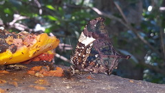 Hypna clytemnestra huebneri