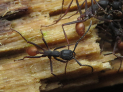 Eciton burchellii