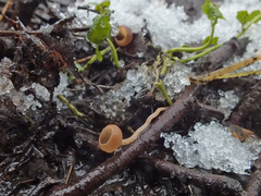 Ciboria amentacea